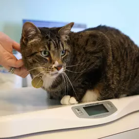 A kitty receives plenty of attention and nice scratches as they’re having their weight taken.