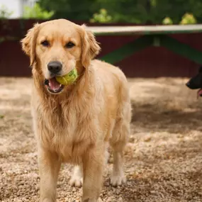 Some of our happy pups at WagMore Doggie Day Care! We have a spacious outdoor play area where your pups can have the freedom to run around and play.