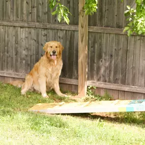 Look at that smile, a happy dog is a busy dog! If your pet is ever feeling sad or bored when you’re not home, please consider WagMore as your pet’s playpen away from home.