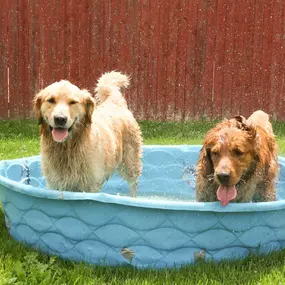 Just look at these happy pups enjoying a nice swim in the beautiful weather!