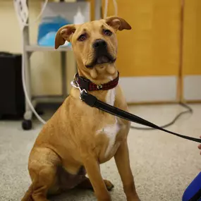 A very well behaved patient sitting patiently as one of our vet-techs prepares a space for them to ensure safety and cleanliness