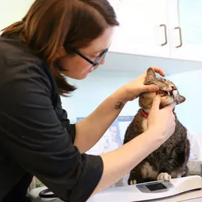 Here Dr. Martell is performing a basic oral exam to make sure your feline’s teeth are healthy and clean. Although this kitty doesn’t seem exceptionally pleased, it’s very important to us to make sure there is nothing wrong with your pet’s oral health.