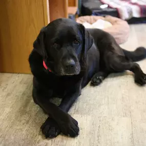 Skippack Animal Hospital offers plenty of comfortable bedding for our guests awaiting treatment, but if they’re more comfortable on the floor we won’t argue. Besides, how could we ever say no to those eyes?