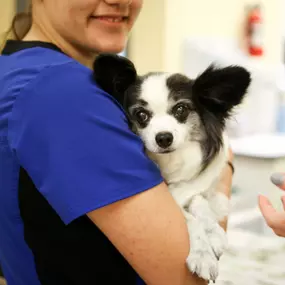 When you’re looking for a vet clinic that you can count on, trust that the Skippack staff are dedicated and well equipped to provide you superior care and excellent service.