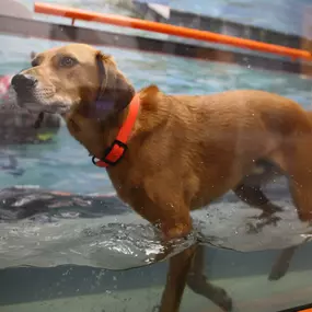 The Oasis underwater treadmill functions exactly how one could expect. How is this different than a regular treadmill? The water adds the aspect of buoyancy to your pet’s exercise which greatly decreases the physical stress on their legs which in certain conditions can be essential.