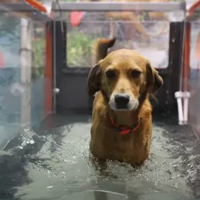 Not only will the underwater treadmill decrease physical stress, the practice as a whole will be a very relaxing treatment for your pet!