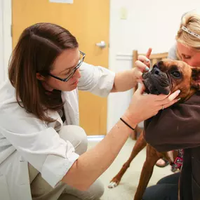 This pup isn’t very excited about Dr. Martell performing an oral examination, but our doctors and vet techs will try to do everything we can to make your pet comfortable and relaxed during their visits.