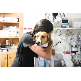 A veterinary technician cuddles up to one of our adorable patients.