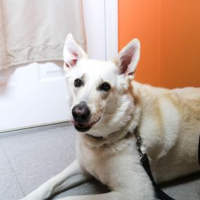 How beautiful is this patient! This pup is visiting The Animal Hospital for a routine wellness exam, which is preventative and will help us maximize his health and happiness.