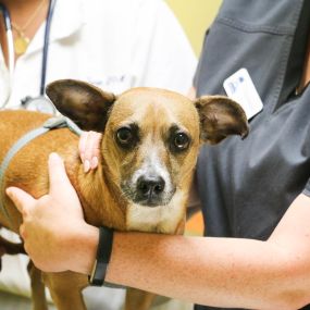 This patient was such a good boy during his wellness visit with Dr. Kristin Ingram.