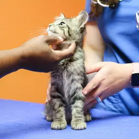 Carefully timed physical exams, vaccines, parasite testing and control, and spay/neuter procedure are essential to a new pet’s health and happiness.