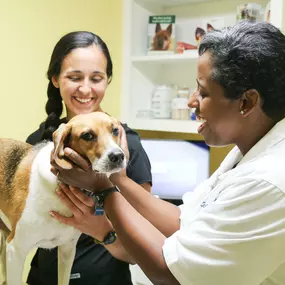 We love what we do at The Animal Hospital. Here, Dr. Kristin Ingram happily greets a patient before beginning a routine wellness exam.