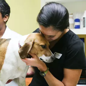 Megan, one of our fantastic veterinary technicians, gives a patient some love.