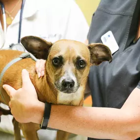 This patient was such a good boy during his wellness visit with Dr. Kristin Ingram.