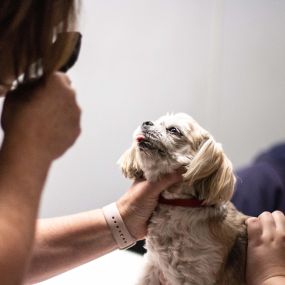 Your pet’s physical exam includes checking the eyes for unusual coloration, discharge, proper light response, and more.