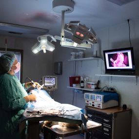 Our surgical suite is modern and our surgical team is highly trained. We are eminently prepared to perform a range of surgeries that your dog or cat may need – from a spay or neuter, to an organ biopsy, and virtually anything in between.