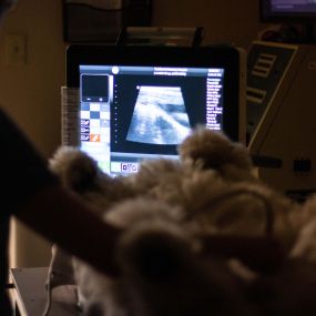 Our abdominal ultrasound, commonly referred to as a “sonogram,” is a non-invasive procedure used to evaluate the abdominal organs inside a dog or cat using ultrasound technology.