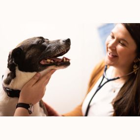 We train our team on using low stress techniques for dogs and cats. This is important, as elevated stress levels cause changes in your pet’s physiology, which interferes with an accurate diagnosis. It means a smarter way of keeping your pet happy and healthy.