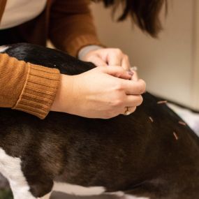 Acupuncture works by stimulating your pet’s natural healing mechanisms in order to reduce pain and inflammation.