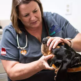 Our doctor gently takes a peak at a patient’s teeth and gums for signs of dental disease (the #1 health concern in dogs and cats today!)”