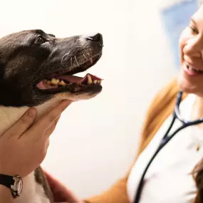 We train our team on using low stress techniques for dogs and cats. This is important, as elevated stress levels cause changes in your pet’s physiology, which interferes with an accurate diagnosis. It means a smarter way of keeping your pet happy and healthy.