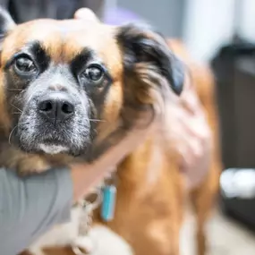 This pup is doing GREAT for his laser therapy treatment!