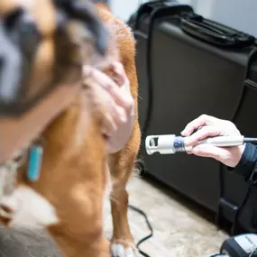 Laser Therapy is a cutting-edge treatment that can be incredibly useful in treating dogs or cats with arthritis, soft tissue injuries, tendon injuries, wounds, and more.