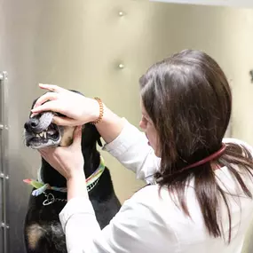 Part of our patient's annual visit includes and dental exam.  Dr. Sam Sroczyk checks for dental disease, which is about more than doggy breath, but about your pet’s complete health! Oral bacteria puts pets at risk for painful teeth and gums, and more serious issues like organ damage.