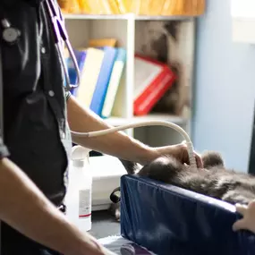 In this photo, our doctor is using our ultrasound machine to help guide him to his patient’s bladder for a urinary sample collection, known as Cystocentesis.  This collection type provides an optimal, uncontaminated sample for urine culture and sensitivity studies.