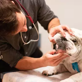 Part of our patients annual visit includes and dental exam.  Dr. Wes Spangler checks for dental disease, which is about more than doggy breath, but about your pet’s complete health! Oral bacteria puts pets at risk for painful teeth and gums, and more serious issues like organ damage.