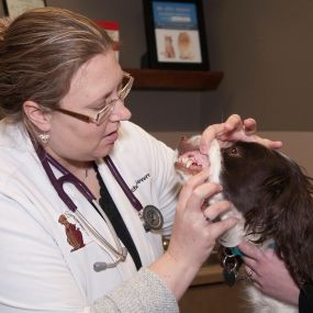 Proper dental care is not limited to human medicine. Pets need dental care too!