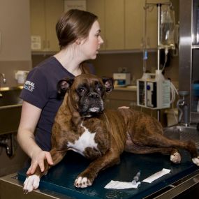 A trained veterinary technician prepares to administer a vaccine to a well-behaved patient. What a good boy!