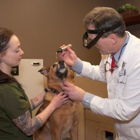 An assessment of the eyes is just one small part of a comprehensive wellness exam at Superior Animal Hospital. Here, Dr. Robert McClellan checks for unusual coloration, discharge, and other abnormalities.