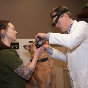Dr. Robert McClellan performs an annual wellness visit with the help of a trained veterinary technician.