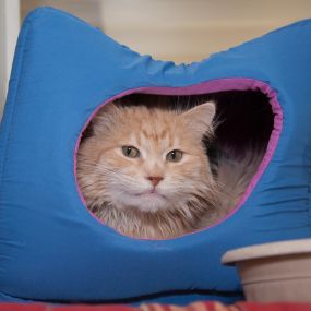 We understand how much your feline friend misses you when you’re away. That’s why cats staying with us get one-on-one time to help them feel more at home.