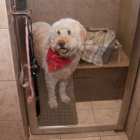 Your pet’s happiness during their stay with us is our top priority. Look at the smile on this pup’s face!