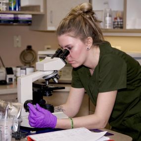 A veterinary technician examines a sample using a microscope in our on-site diagnostic laboratory. We are able to perform urinalysis, parasite testing, fungal cultures, blood work, and much more.