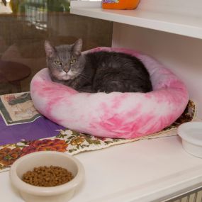 Cats staying in our boarding suites enjoy spacious condos with big glass windows for a stimulating environment. (Sorry, no dogs allowed in the cat area!)