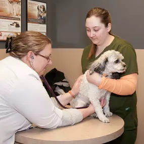 Simply by listening to the heart and lungs using a stethoscope, Dr. Michelle Severs can detect signs of a potential heart murmur or other pulmonary abnormalities.