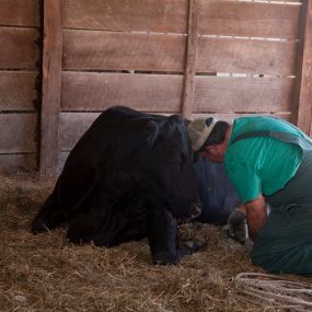 This affectionate cow goes head-to-head with Dr. Hahn, who is performing an annual nail trim. Cows have hooves and toenails which can be crippling if not worn down naturally by walking. It looks like this cow is grateful for his pedicure!