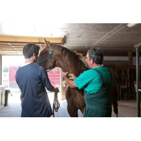 Dr. David Hahn, trained to care for equine, draws blood from the jugular vein of this beautiful patient. Annual blood work is invaluable as it monitors overall health and aids in early diagnosis and treatment while protecting from disease and preventing the spread of disease to other horses.