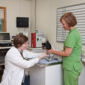 With the help of a veterinary technician, Dr. Phipps listens to the heart and lungs of this precious patient using a stethoscope.