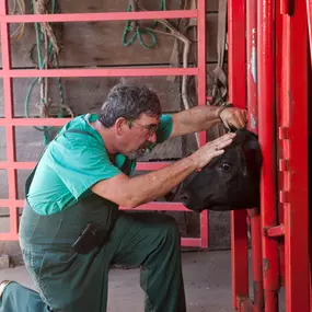 Dr. Hahn’s training and expertise go beyond small animal medicine. He is also skilled in caring for livestock! Dr. Hahn examines a cow’s eyes during a wellness exam. Spoon River Animal Clinic is also prepared to perform reproductive services as well as herd health consultations and farm calls.