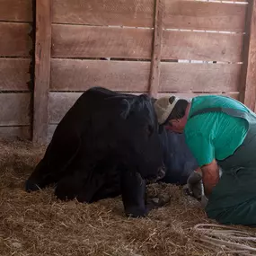 This affectionate cow goes head-to-head with Dr. Hahn, who is performing an annual nail trim. Cows have hooves and toenails which can be crippling if not worn down naturally by walking. It looks like this cow is grateful for his pedicure!