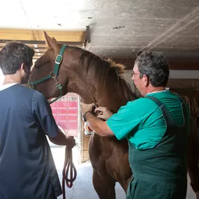 Dr. David Hahn, trained to care for equine, draws blood from the jugular vein of this beautiful patient. Annual blood work is invaluable as it monitors overall health and aids in early diagnosis and treatment while protecting from disease and preventing the spread of disease to other horses.