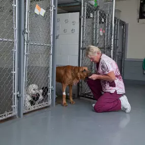 A kennel attendant gives one of our boarders a yummy and nutritious treat! Our compassionate kennel attendants care for boarders as if they were their own by showing them love, affection, and tenderness while you are away.