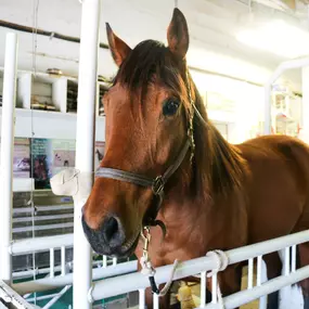 Clients trust our veterinary team to provide dependable and high-quality equine services.