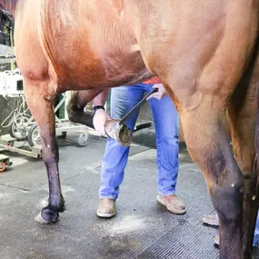 As part of our equine services, a farrier visits Shawnee Animal Hospital to provide expert equine hoof care.