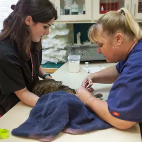 We understand that it's not always easy to cut your kitties nails, but our team is happy to help!