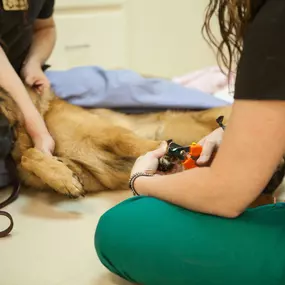 A veterinary technician clips a patient's nails while another technician offers comfort and support.